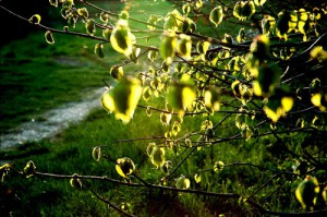 Blaetter - Licht-Blicke - Theo Schilling