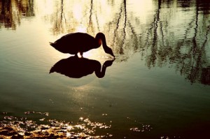 Schwan - Licht-Blicke - Theo Schilling
